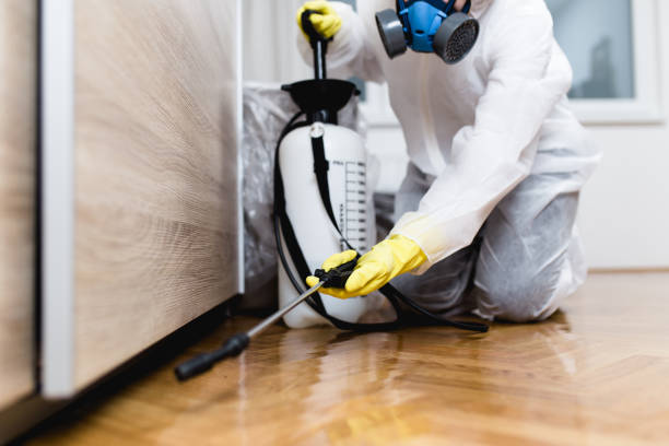 Best Local Pest Control Services  in Springfield, GA