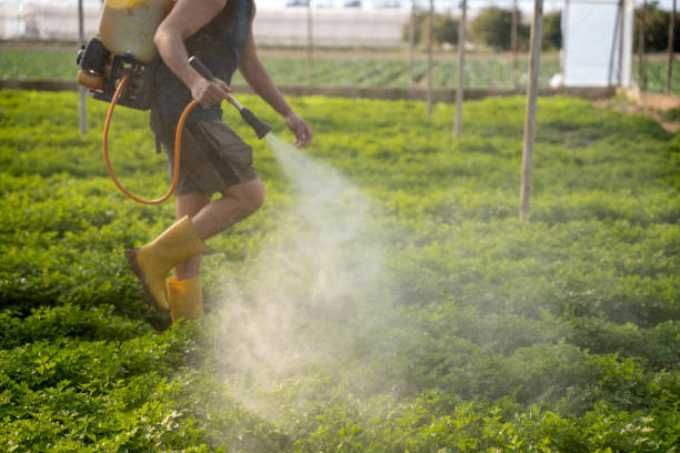 Best Affordable Pest Control Services  in Springfield, GA