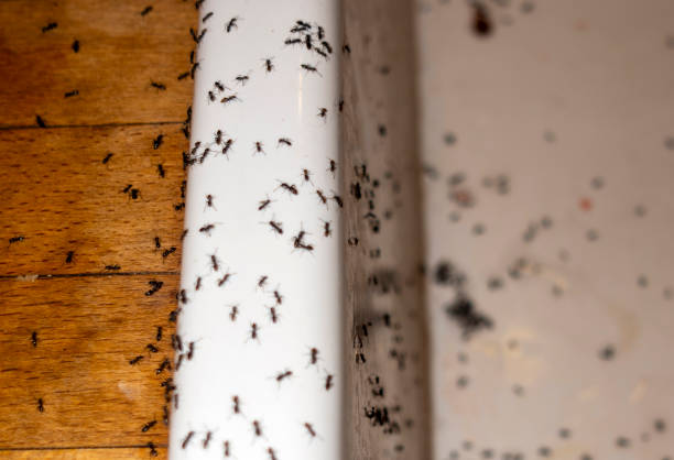 Spider Control Near Me in Springfield, GA