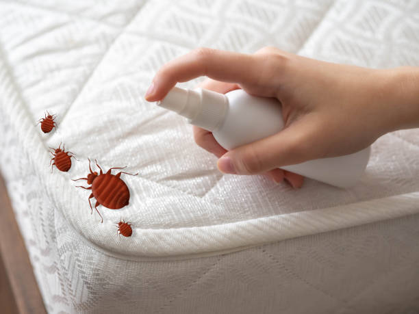Best Best Pest Control Companies  in Springfield, GA