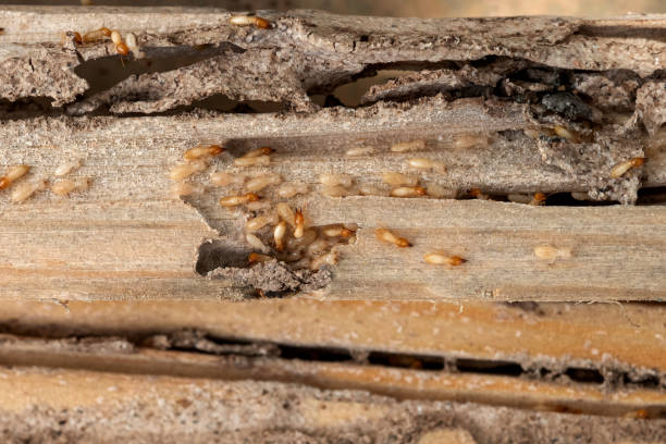 Best Wildlife Control Services  in Springfield, GA