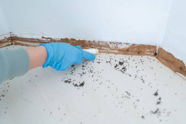 Best Pest Control Near Me in Springfield, GA